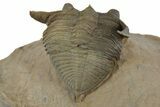 Detailed Zlichovaspis Trilobite - Lghaft, Morocco #350526-5